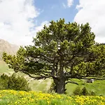 Borda del Pi